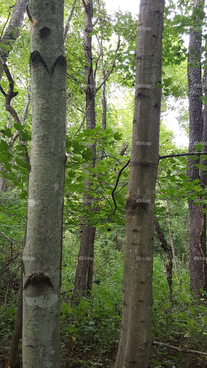 set of tree trunks