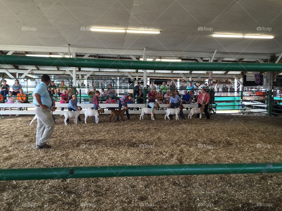 4H competition 