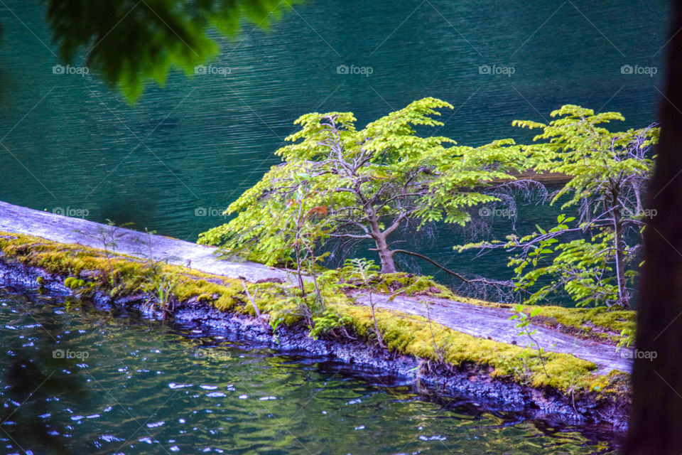 Water, No Person, Nature, Tree, Landscape