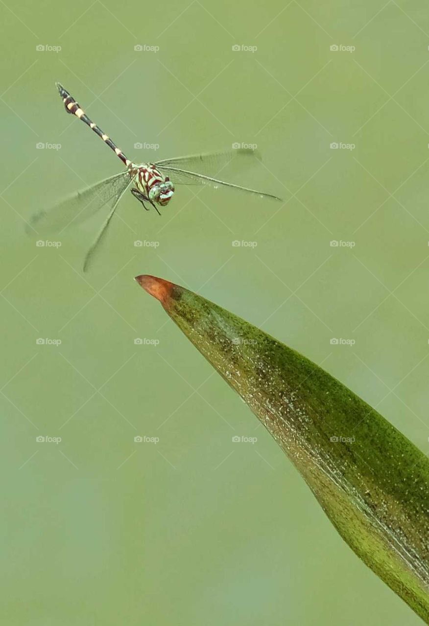 dragonflies TINY GLOBE-TROTTERS