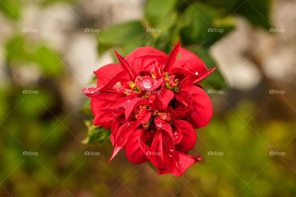 Close-up shot of a Poinsettia with tiny raindrops.