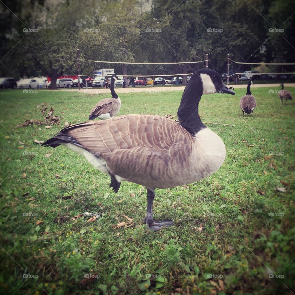 Canada goose 