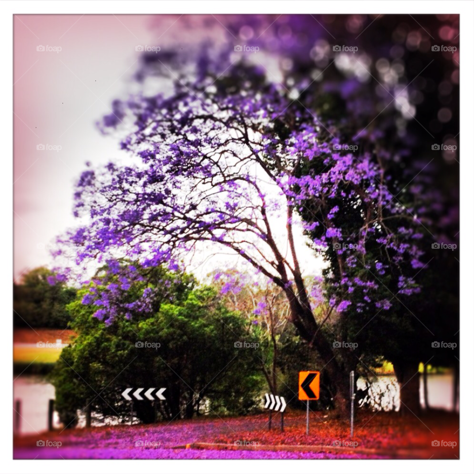 plants flower purple trees by megalopolis321