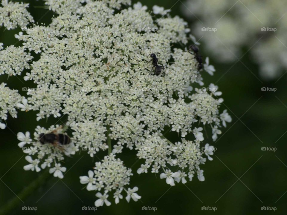 Queen's Lace