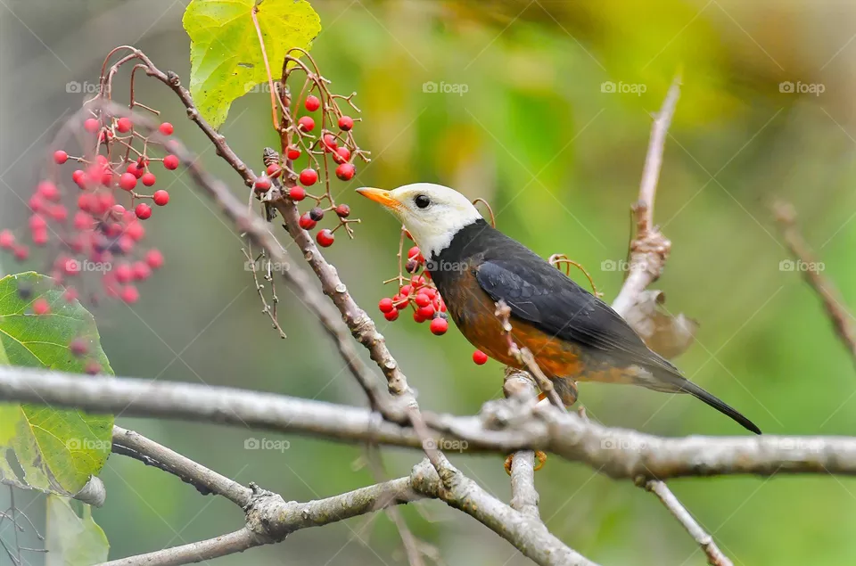 Beautiful and cute bird