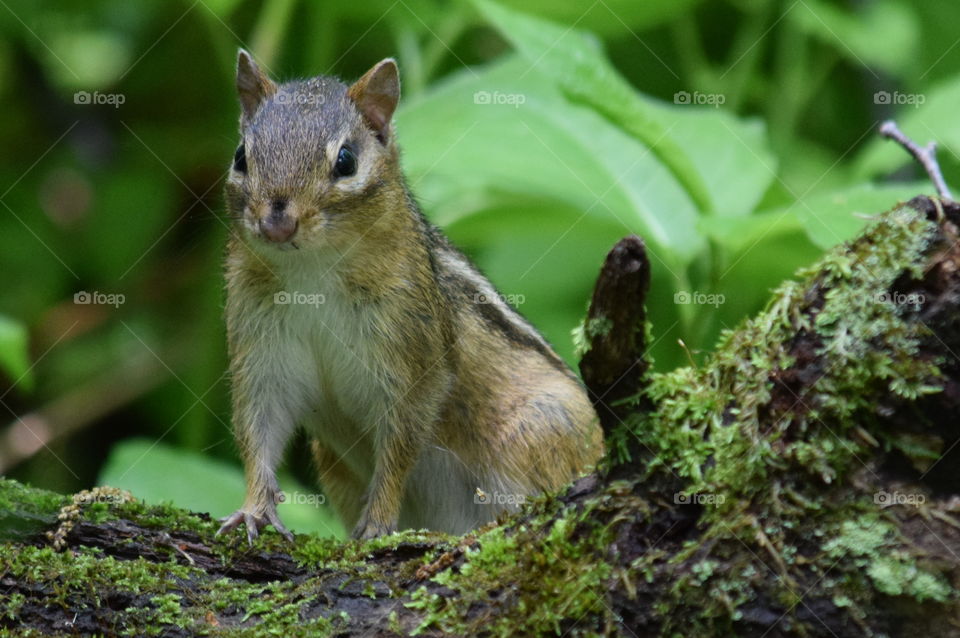 Chipmunk. Chipmunk