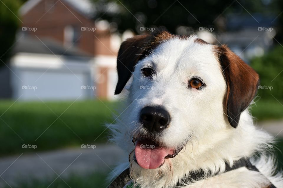 Cute dog on a walk on bright summer evening
