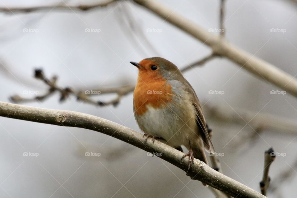 Robin
