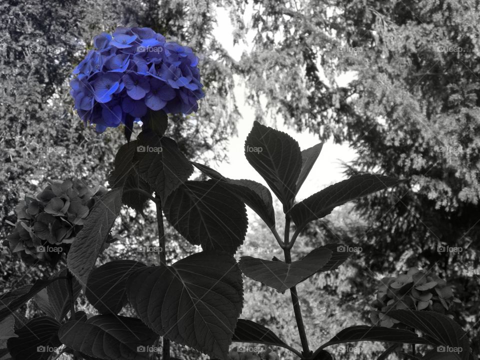 Une fleur bleue dans un arrière plan en noir et blanc