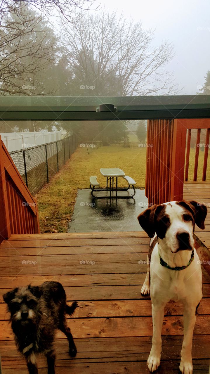 two dogs waiting to come in
