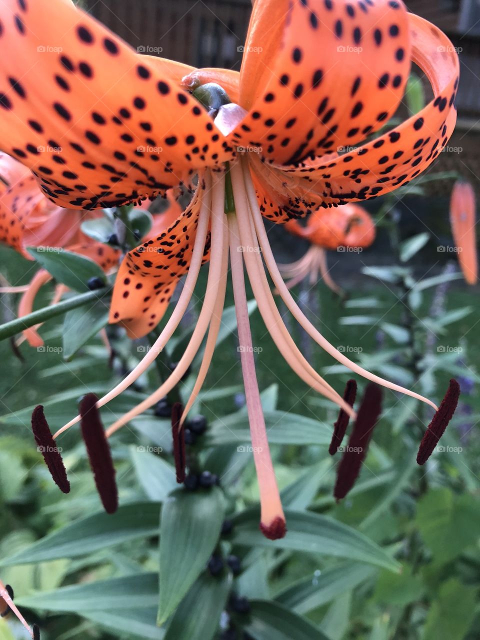 Tiger lily