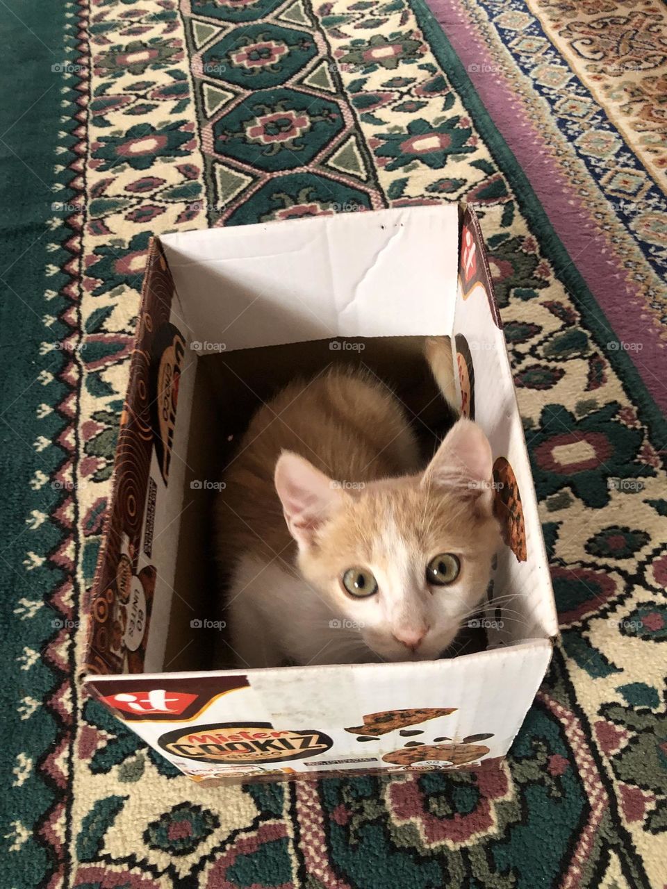 Beautiful cat in the box looking at camera 