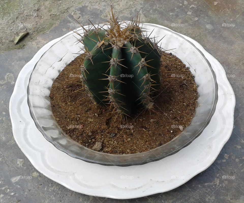 Cactus plant on a plate and sand home design