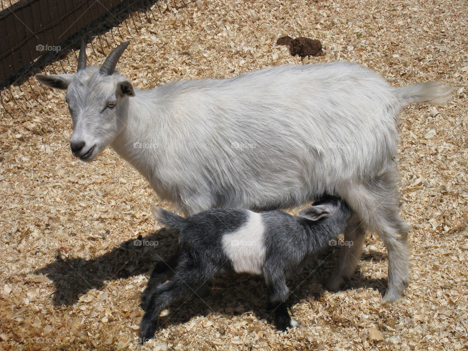 baby animals farm goat by technotimber