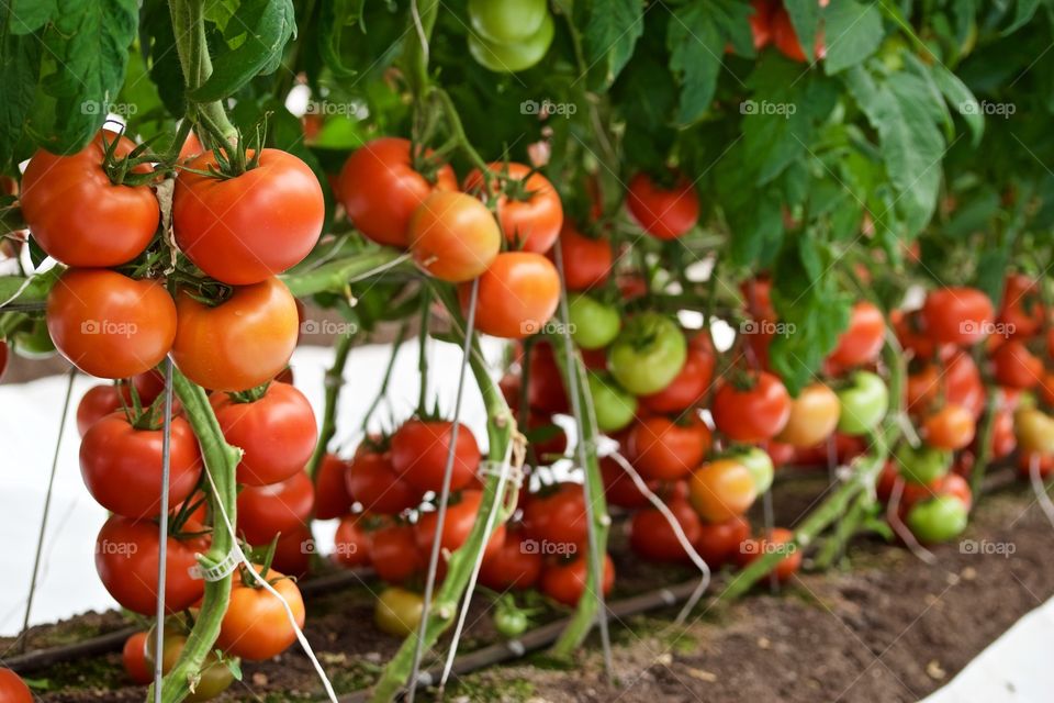 Tomatoe's production