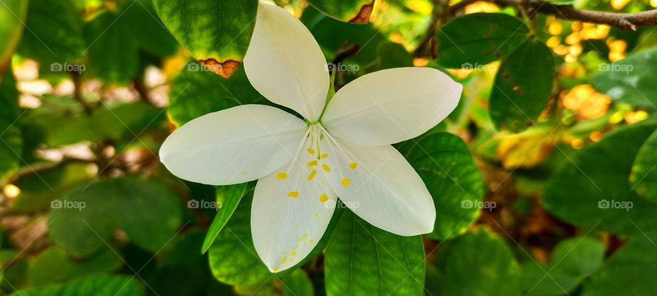 A white petal Devkanchana is beautiful