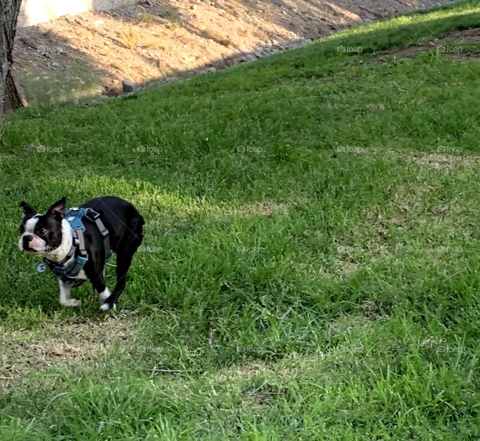 Perro corriendo en el pasto