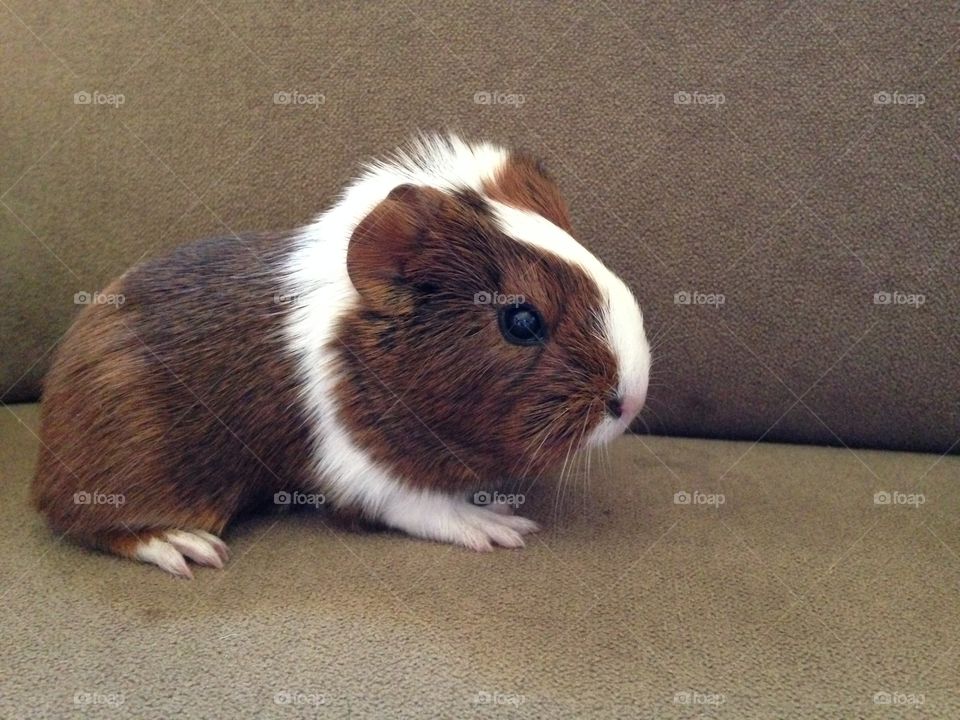 Baby silkie guinea pig