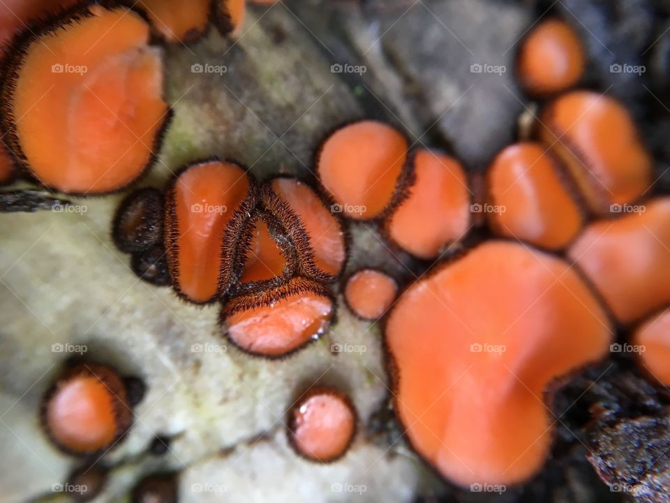Scutellinia scutellata aka eyelash cup fungi. 