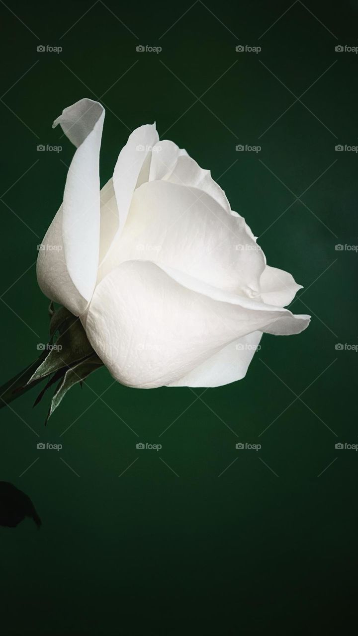 White rose on dark green 