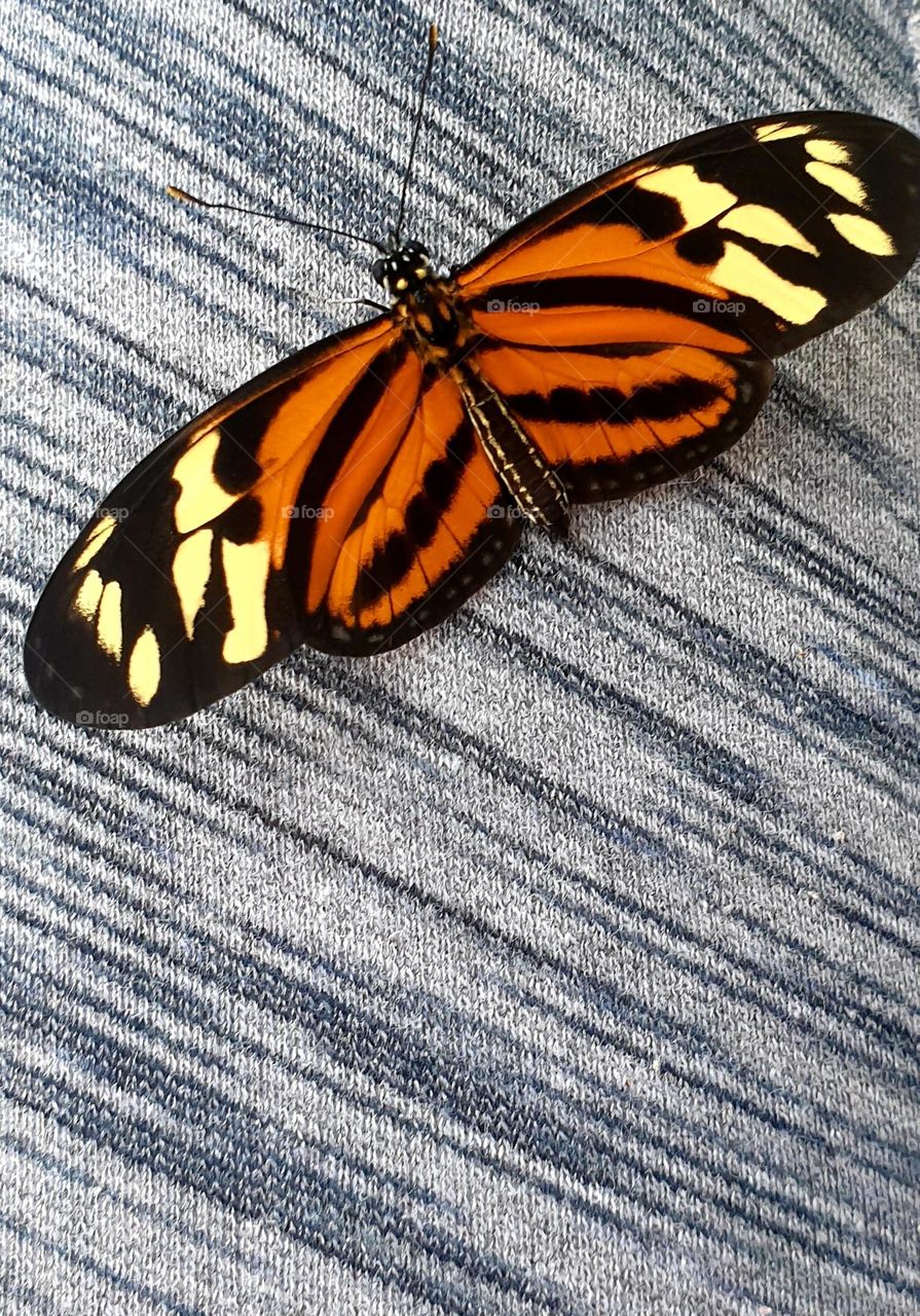 butterfly, beautiful black color and yellow and orange spots