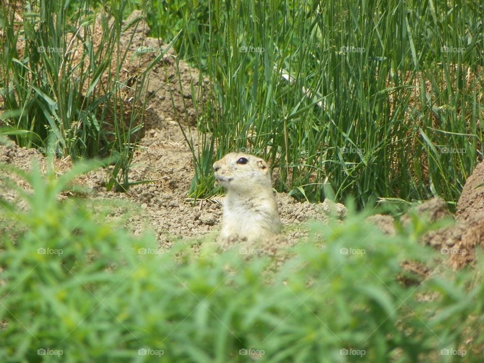 Playing peak-a-boo, with this brown and white gopher, as it comes out of its burrow underground, through the wild green grasses of the prairies, around Medicine Hat, Alberta, Canada