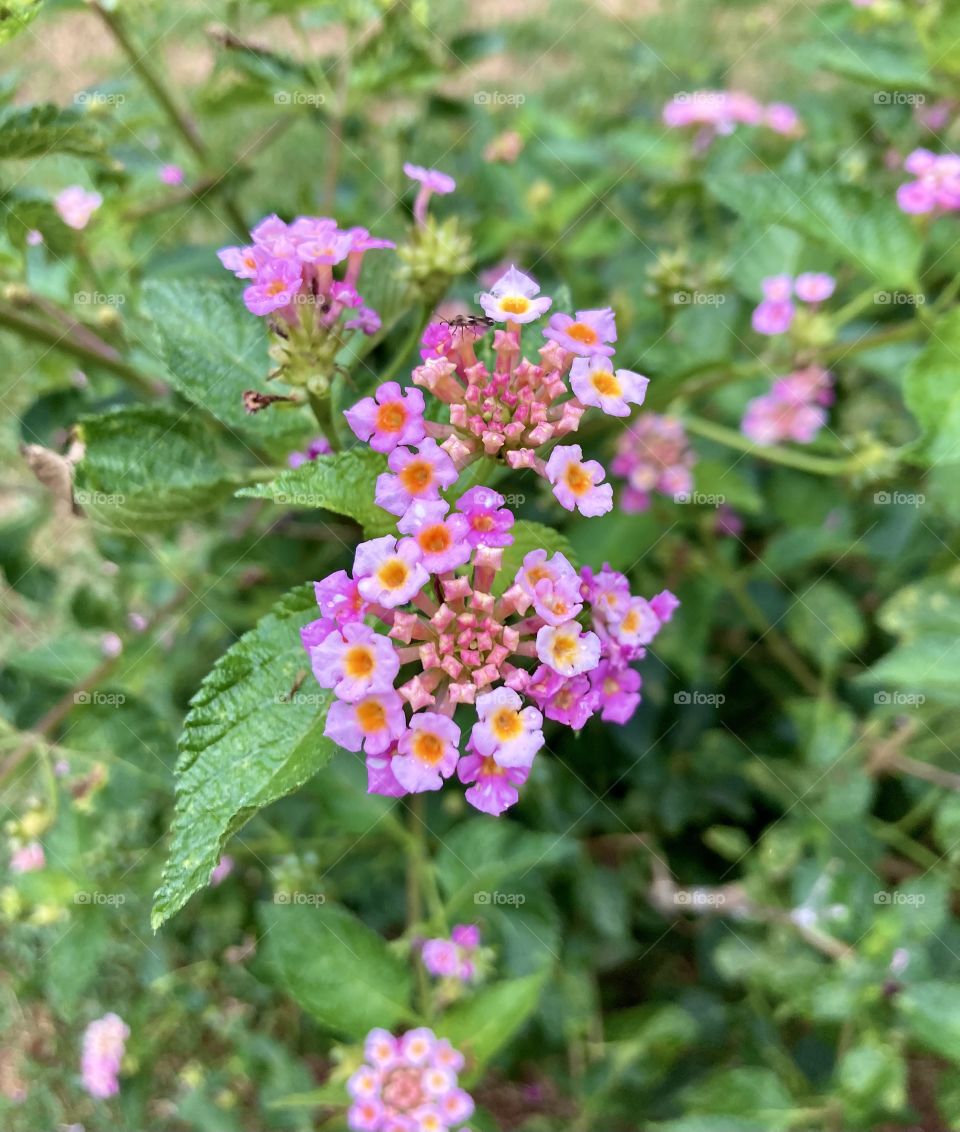 🌹 🇺🇸 Very beautiful flowers to brighten our day.  Live nature and its beauty. Did you like the delicate petals? / 🇧🇷 Flores muito bonitas para alegrar nosso dia. Viva a natureza e sua beleza. Gostaram das pétalas delicadas? 