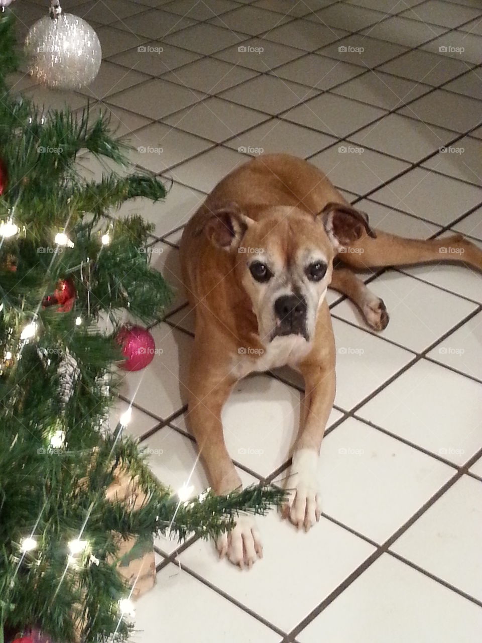 senior boxer dog by the Christmas trre
