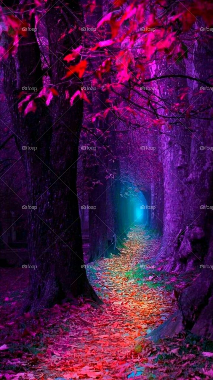 the forest colorful