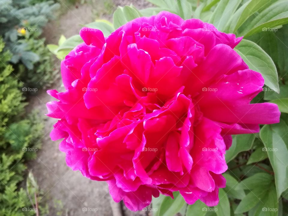 Flower in garden