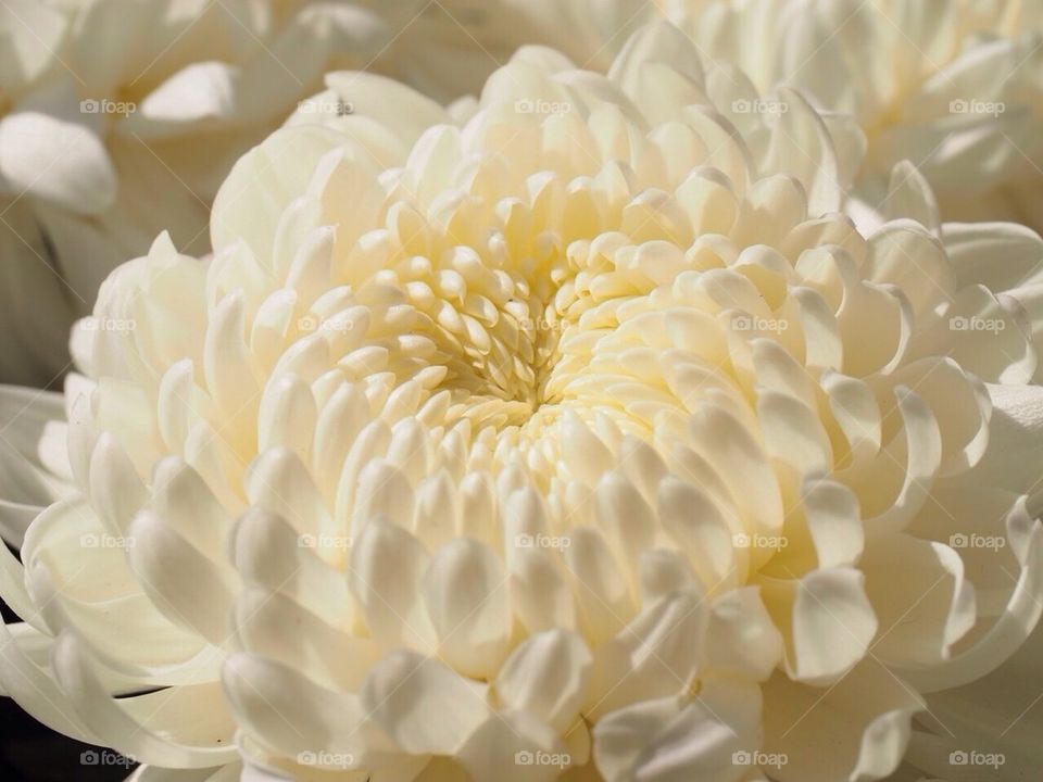 Chrysanth