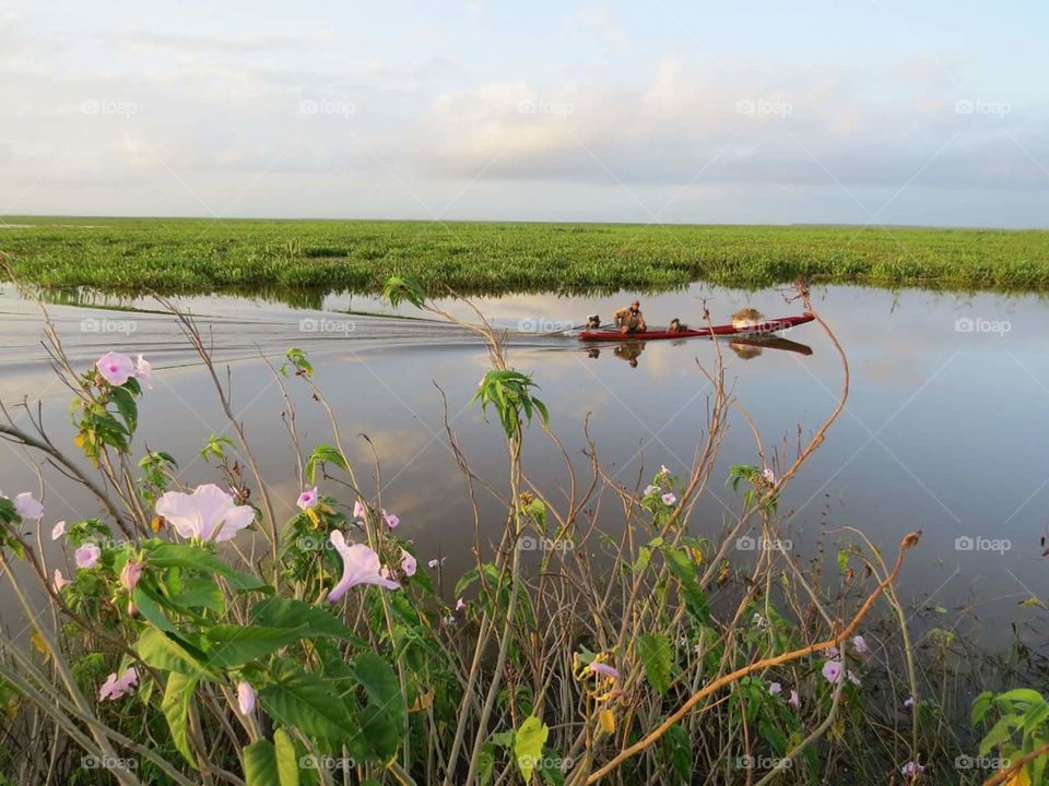 camera Canon SX50, campos alagados em São Bento,Maranhão, Brasil
nature, natureza, campos alagados, pantanos, swamp, marsh, beauty, sky, céu, pesca artesanal, pescador, fishing, artisanal fisherman, Maranhão, São Bento, Brasil, Brazil, cidade do interior, baixada maranhense, small town, flores, flowers, photo, foto, fish, paper desktop, papel de parede, rustico, rustic,