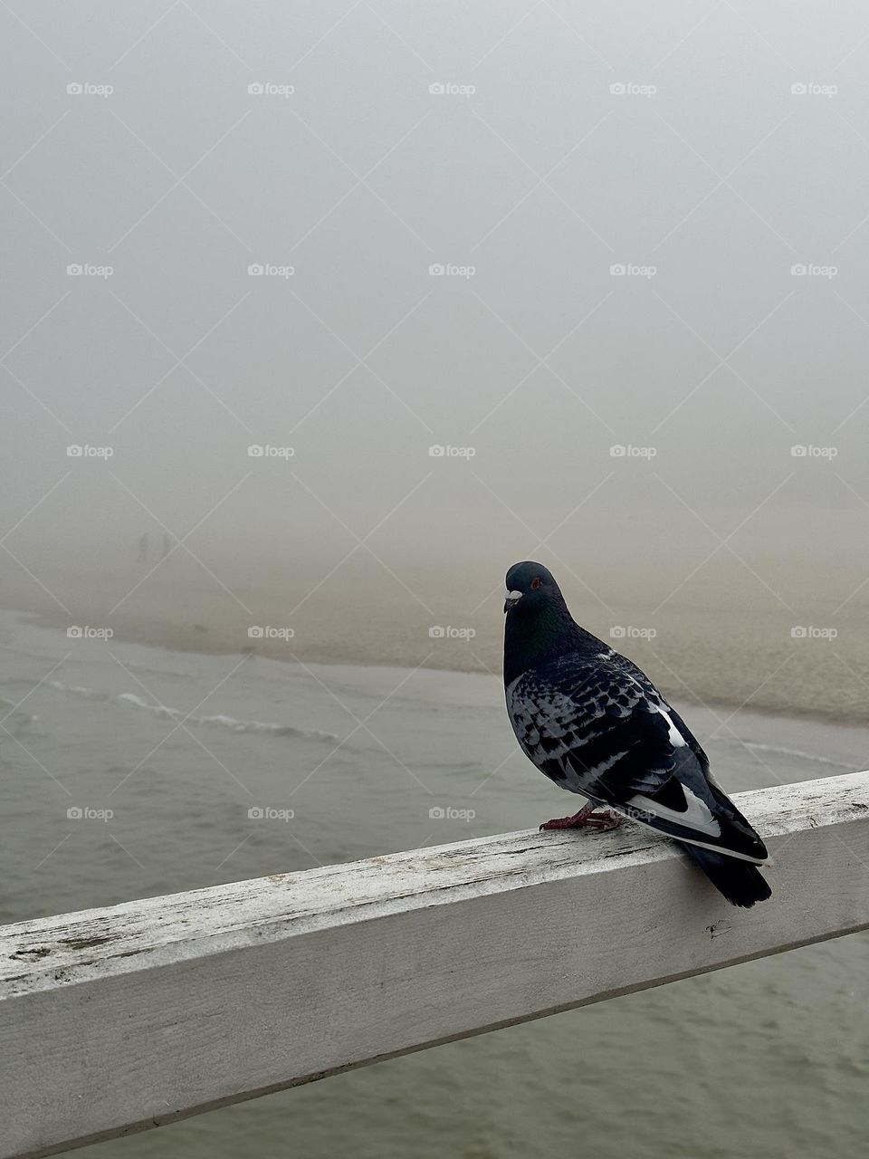 A perfect companion for listening to the waves 👌