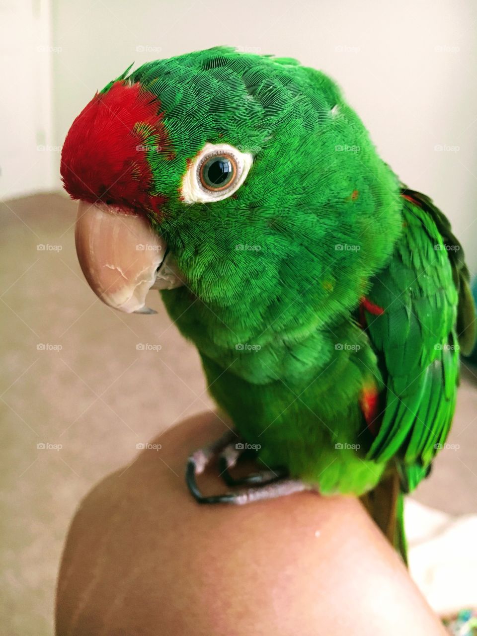 Bo our cherry headed conure
