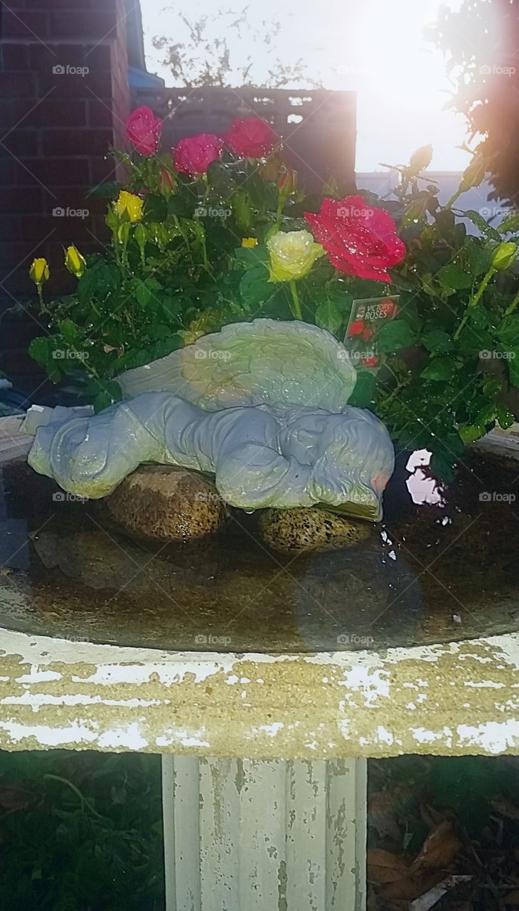 angel sleeping in a birdbath. mother's day roses behind her