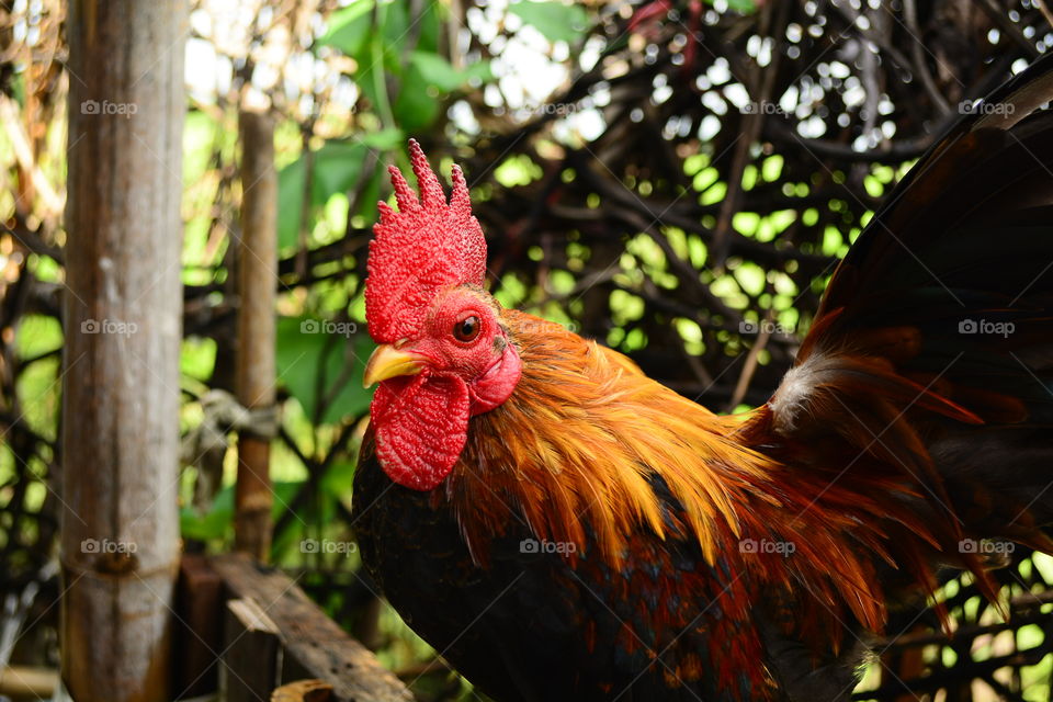 Beautiful Dwarf Chicken in the farm