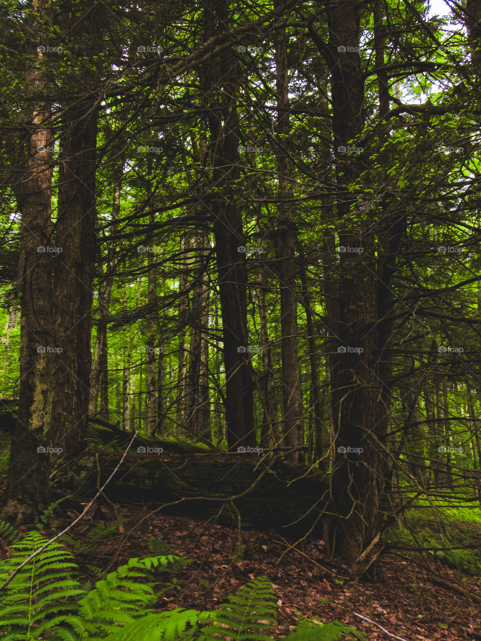 Arkville, New York, sun, sky, clouds, mountains, river, nature summer, top of the mountain , Landscape, view, panoramic view, forest, river, trees, wood, 