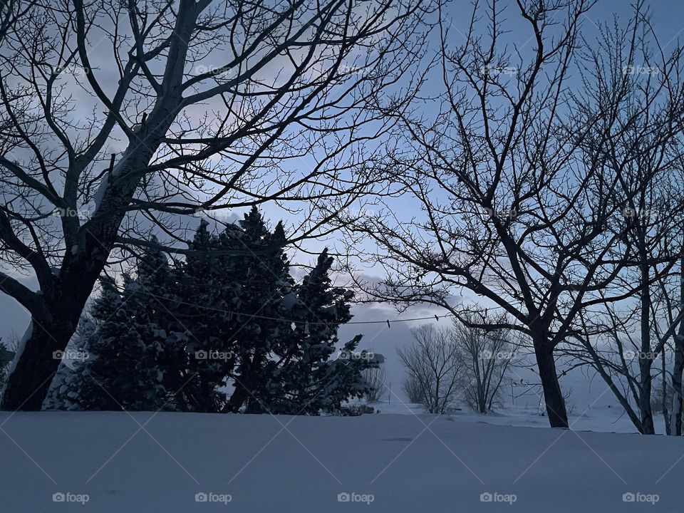 Snowy trees