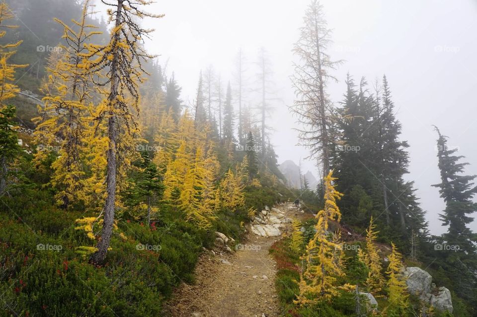 Hiking in the fog