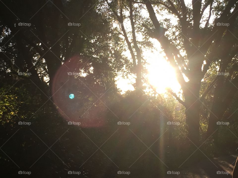 Sunshine through the trees