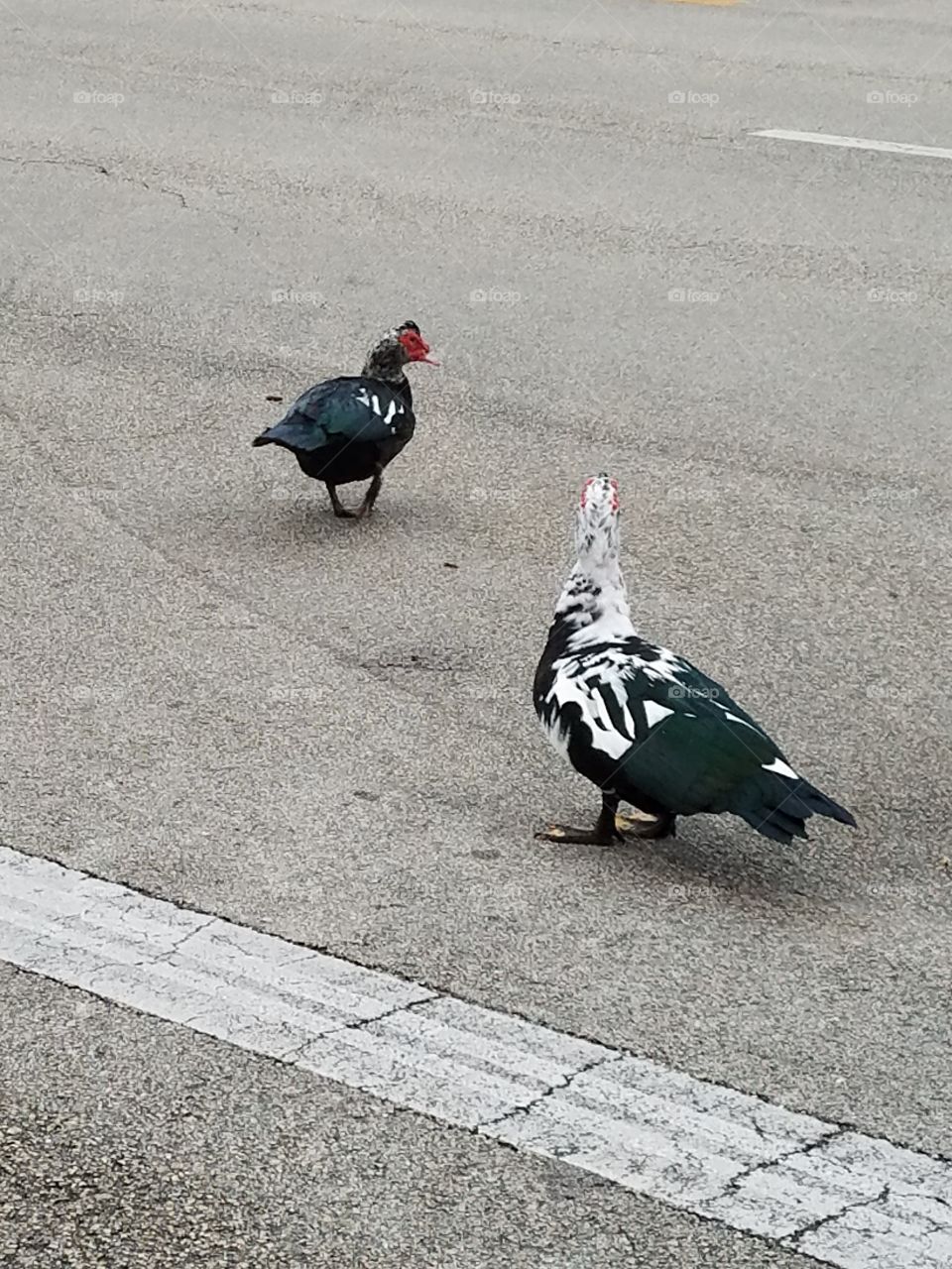 Ducks crossing the street