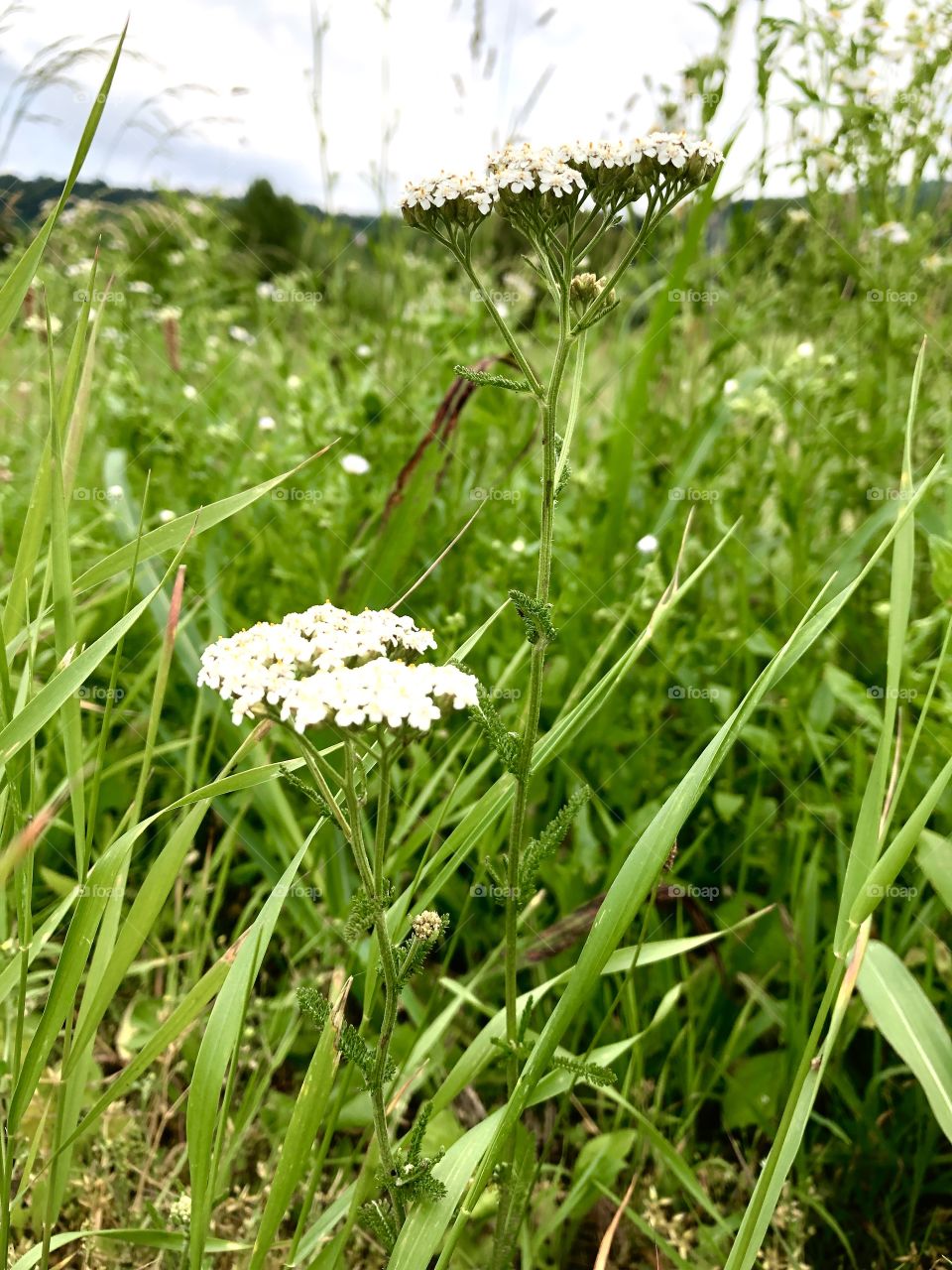 White flower in grass