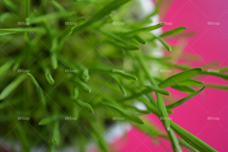 Leaf, Nature, Flora, Garden, Growth