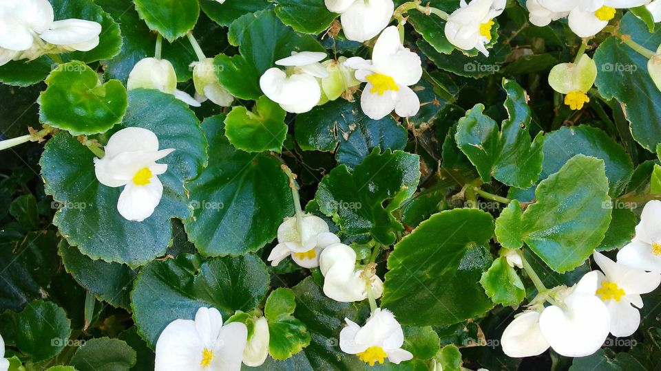 Nature, Flower, Flora, Leaf, Blooming