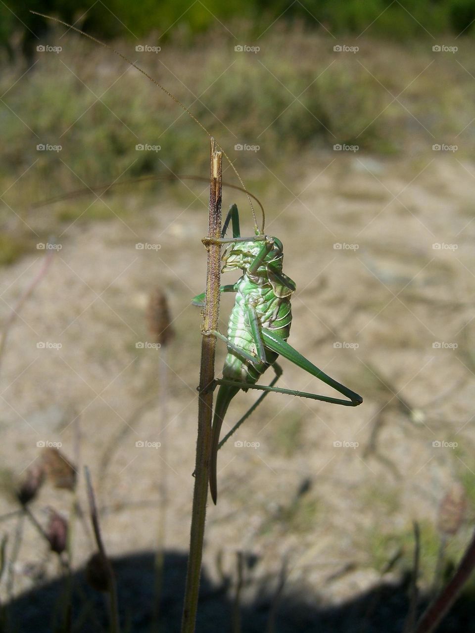 Ephippiger sp. Chicharra de alas cortas, grillo de matorral