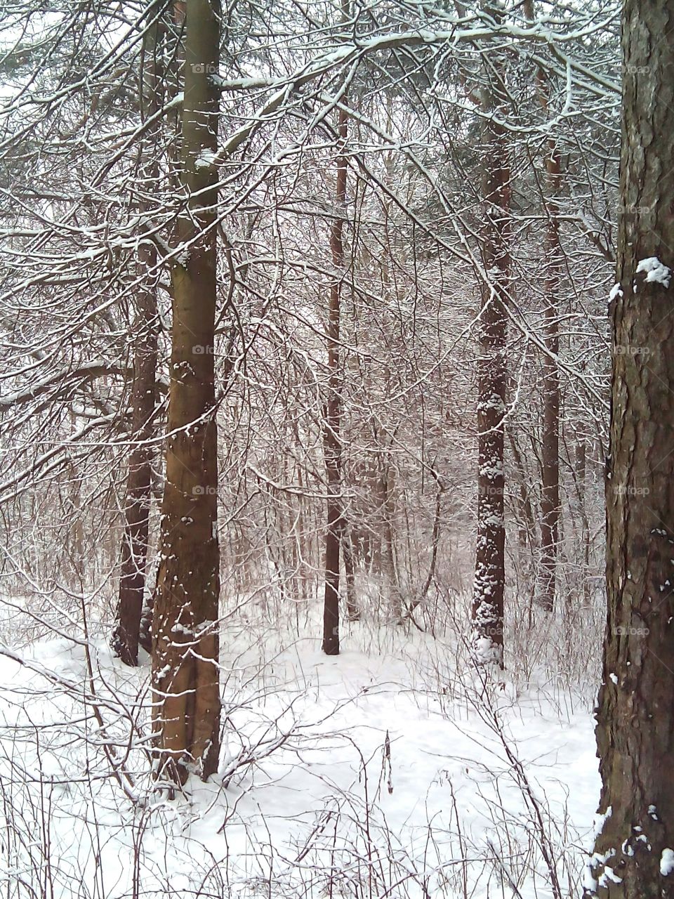 Winter, Snow, Wood, Tree, Cold