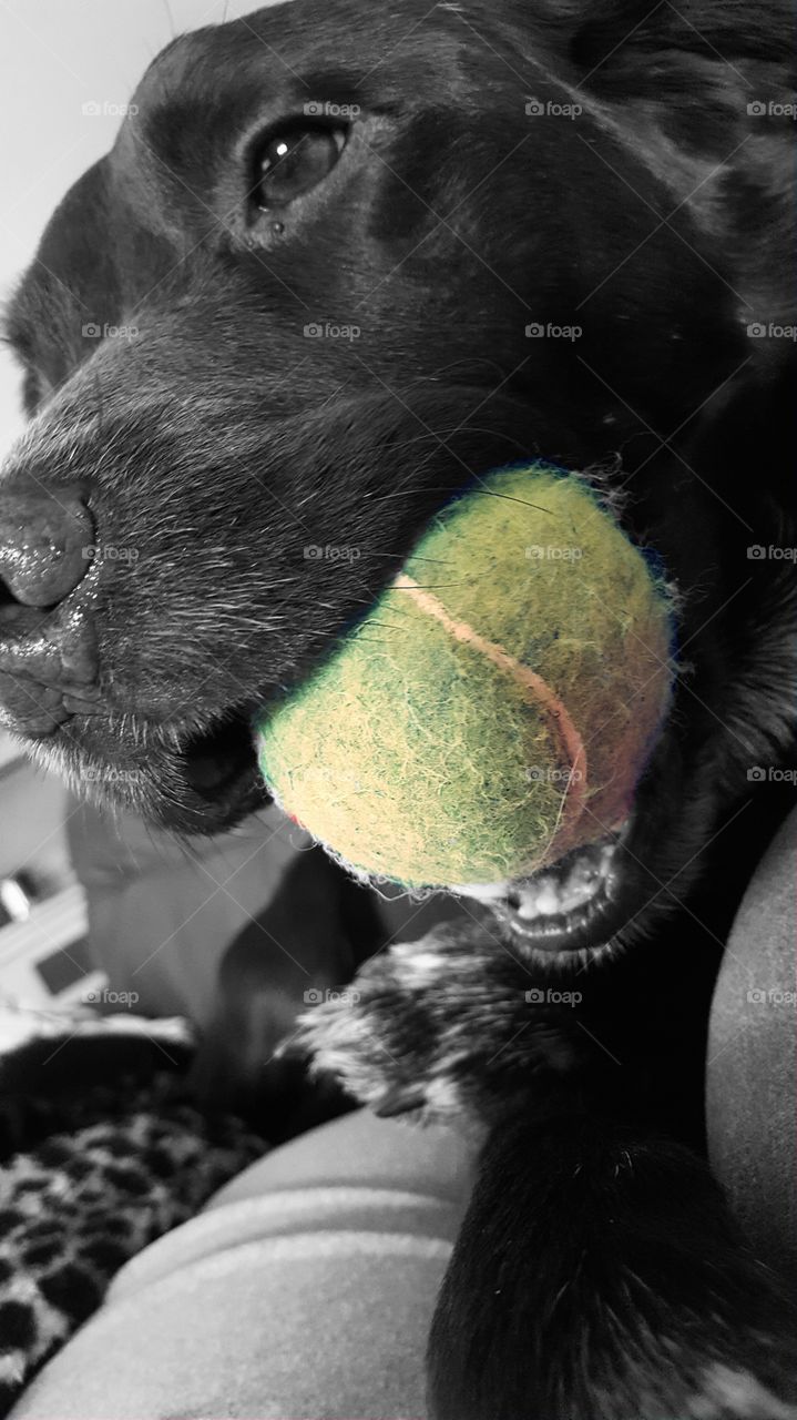 dog, tennis ball
