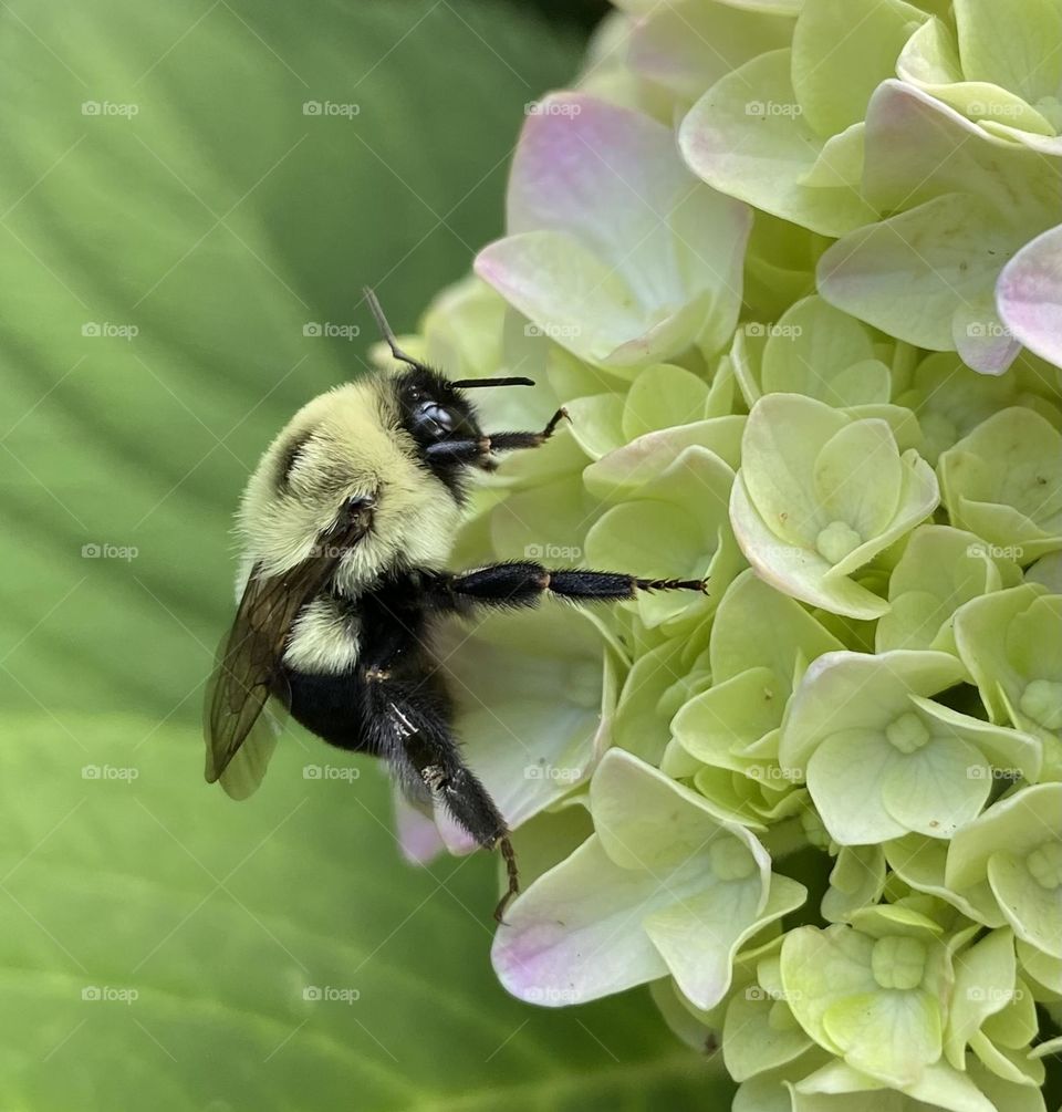 Hydrangea Bee 