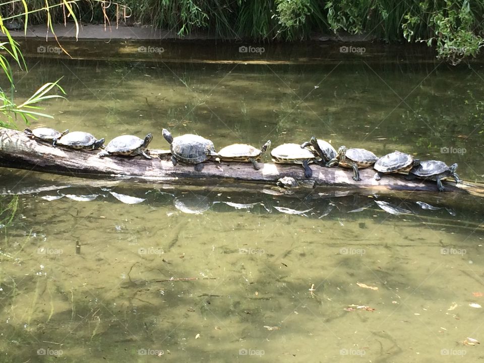 Turtles parc de la Tête d’Or, Lyon