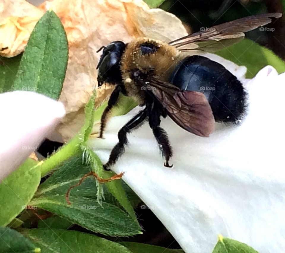 Bumblebee gathering 